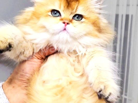 A Kali̇te Orji̇nal Bri̇ti̇sh Golden Longhai̇r Di̇şi̇ Yavrumuz