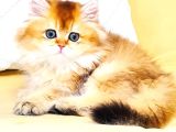 A Kali̇te Orji̇nal Bri̇ti̇sh Golden Longhai̇r Di̇şi̇ Yavrumuz