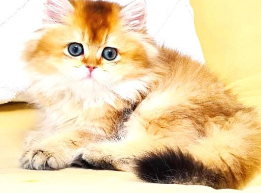 A Kali̇te Orji̇nal Bri̇ti̇sh Golden Longhai̇r Di̇şi̇ Yavrumuz görsel