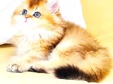 A Kali̇te Orji̇nal Bri̇ti̇sh Golden Longhai̇r Di̇şi̇ Yavrumuz