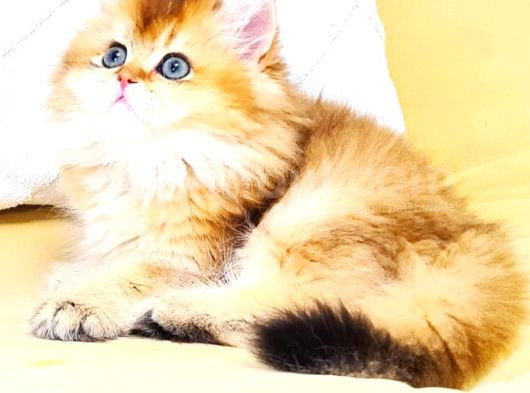 A Kali̇te Orji̇nal Bri̇ti̇sh Golden Longhai̇r Di̇şi̇ Yavrumuz görsel