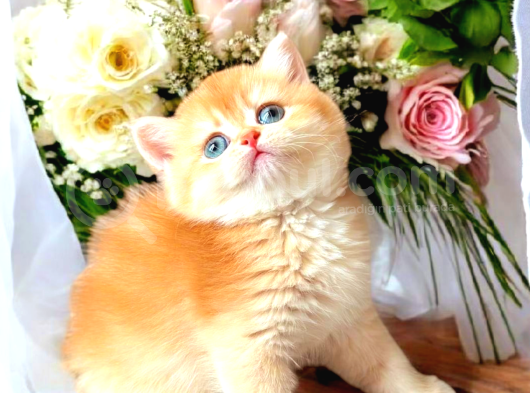 Lisanslı Üretim Evinden British Shorthair Golden görsel