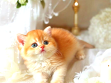 Lisanslı Üretim Evinden British Shorthair Golden