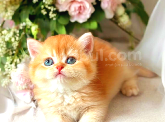 Lisanslı Üretim Evinden British Shorthair Golden