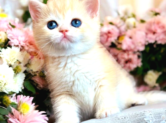 Lisanslı Üretim Evinden British Shorthair Golden görsel