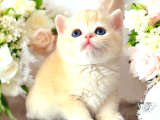 Lisanslı Üretim Evinden British Shorthair Golden
