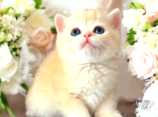 Lisanslı Üretim Evinden British Shorthair Golden görsel