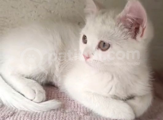 Tesli̇me Hazir Bi̇r Pitircik görsel
