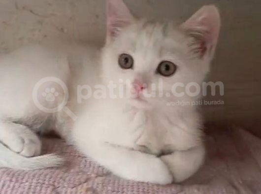 Tesli̇me Hazir Bi̇r Pitircik görsel