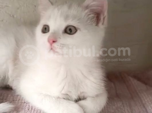 Tesli̇me Hazir Bi̇r Pitircik görsel