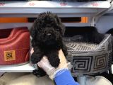 Özel Renk Black Toy Poodle Bebekleri̇mi̇z