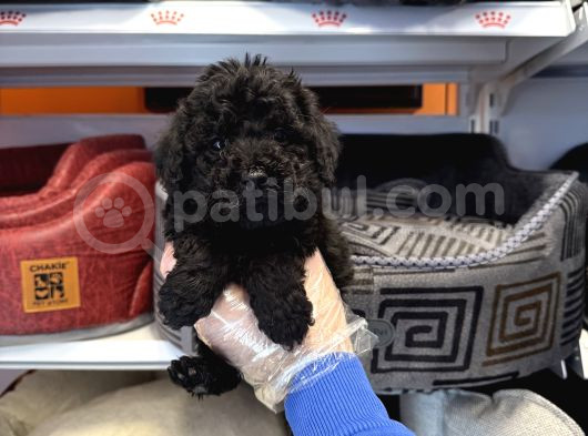 Özel Renk Black Toy Poodle Bebekleri̇mi̇z görsel