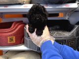 Özel Renk Black Toy Poodle Bebekleri̇mi̇z