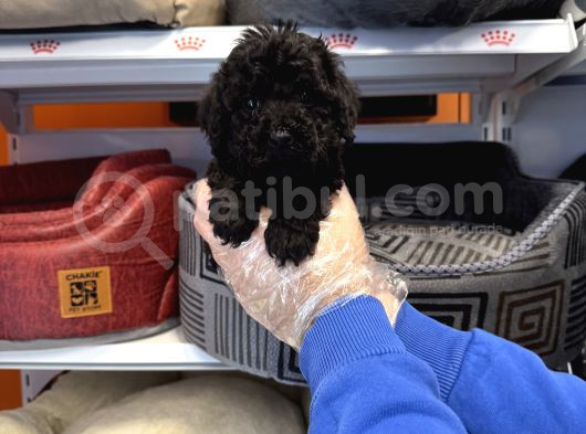 Özel Renk Black Toy Poodle Bebekleri̇mi̇z görsel