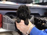 Özel Renk Black Toy Poodle Bebekleri̇mi̇z