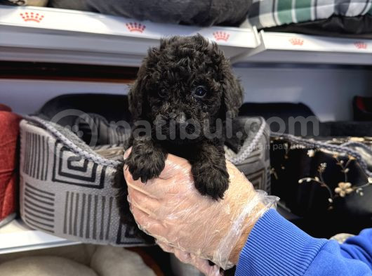 Özel Renk Black Toy Poodle Bebekleri̇mi̇z görsel