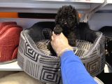 Özel Renk Black Toy Poodle Bebekleri̇mi̇z