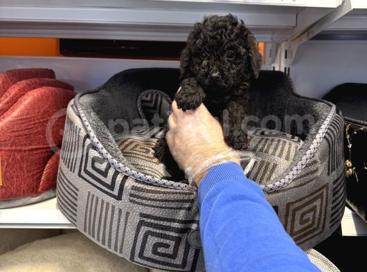 Özel Renk Black Toy Poodle Bebekleri̇mi̇z görsel