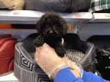 ÖZEL RENK BLACK TOY POODLE BEBEKLERİMİZ