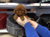Irk Garanti̇li̇ Toy Poodle Yavrularimiz