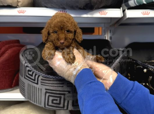 Irk Garanti̇li̇ Toy Poodle Yavrularimiz görsel