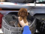 IRK GARANTİLİ TOY POODLE YAVRULARIMIZ