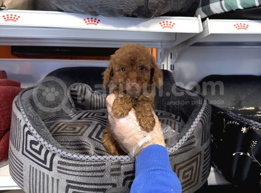 Irk Garanti̇li̇ Toy Poodle Yavrularimiz