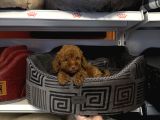 Irk Garanti̇li̇ Toy Poodle Yavrularimiz