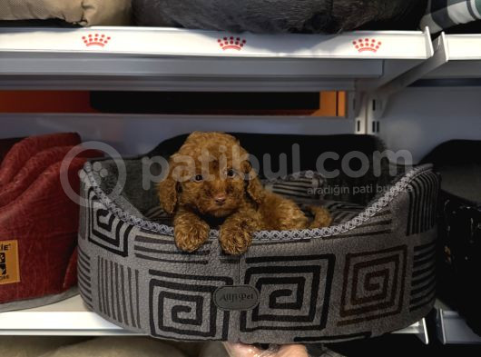 Irk Garanti̇li̇ Toy Poodle Yavrularimiz görsel