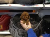 Irk Garanti̇li̇ Toy Poodle Yavrularimiz