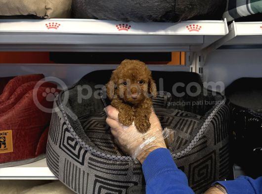 Irk Garanti̇li̇ Toy Poodle Yavrularimiz görsel