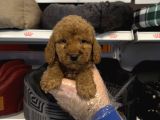 RED TOY POODLE BEBEKLERİMİZ