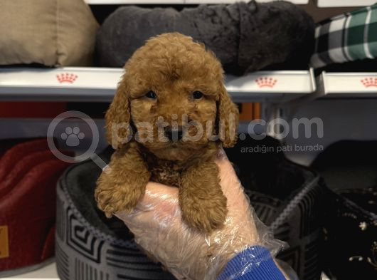 Red Toy Poodle Bebekleri̇mi̇z