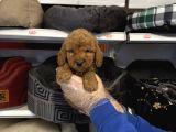 Red Toy Poodle Bebekleri̇mi̇z