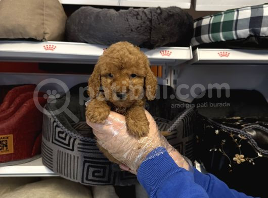 Red Toy Poodle Bebekleri̇mi̇z görsel