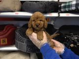 Red Toy Poodle Bebekleri̇mi̇z
