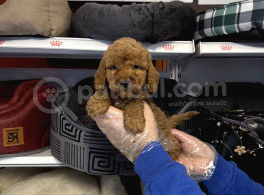 Red Toy Poodle Bebekleri̇mi̇z görsel