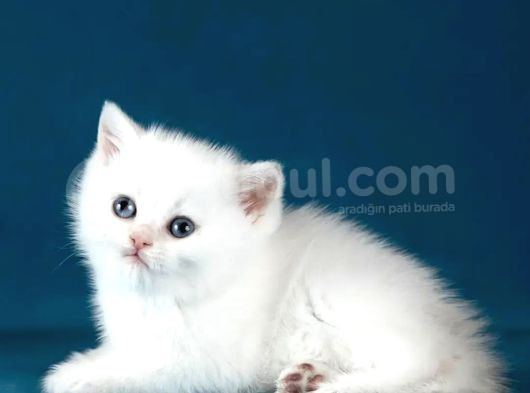 Bem Beyaz Si̇lver Bri̇ti̇sh Shorthai̇r Ns1133 görsel