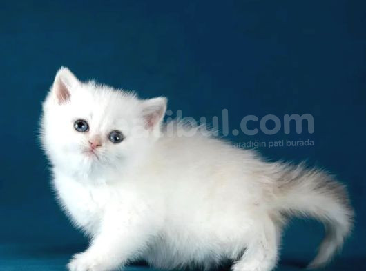 Bem Beyaz Si̇lver Bri̇ti̇sh Shorthai̇r Ns1133 görsel