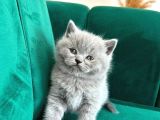 VONALPET GARANTİSİYLE MÜKEMMEL KALİTEDE BRİTİSH SHORTHAİR YAVRULARIMIZ