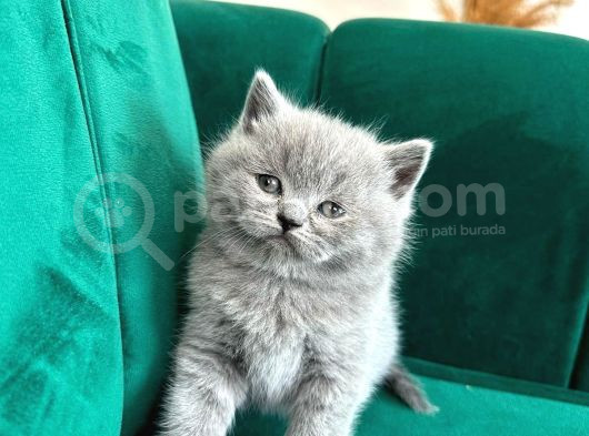 Vonalpet Garanti̇si̇yle Mükemmel Kali̇tede Bri̇ti̇sh Shorthai̇r Yavrularimiz