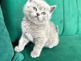 Vonalpet Garanti̇si̇yle Mükemmel Kali̇tede Bri̇ti̇sh Shorthai̇r Yavrularimiz