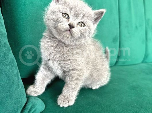 Vonalpet Garanti̇si̇yle Mükemmel Kali̇tede Bri̇ti̇sh Shorthai̇r Yavrularimiz görsel