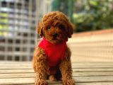 Toy Poodle Orji̇nal Safkan