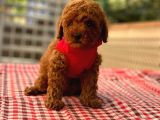 Toy Poodle Orji̇nal Safkan