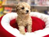 TÜY DÖKMEYEN HİPOALERJENİK TEACUP GERÇEK  MALTİPOO YAVRULAR
