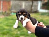 Safkan Beagle Yavrular