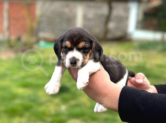 Safkan Beagle Yavrular görsel