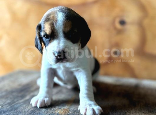 Safkan Beagle Yavrular görsel