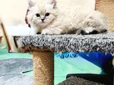 Bir kedi yavrusu kürklü bir tatlı beladır